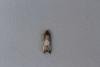 Notocelia cynosbatella, adult. Framwellgate Moor, 31-05-2021. Copyright Christopher Blakey.