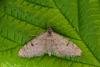 Ochreous Pug (Eupithecia indigata), adult. Framwellgate Moor, 01-06-2021. Copyright Christopher Blakey.