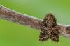 Lychnis (Hadena bicruris), adult. Framwellgate Moor, 04-06-2021. Copyright Christopher Blakey.