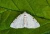 White-pinion Spotted (Lomographa bimaculata), adult. Framwellgate Moor, 07-06-2021. Copyright Christopher Blakey.