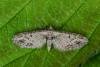 Mottled Pug (Eupithecia exiguata), adult. Framwellgate Moor, 09-06-2021. Copyright Christopher Blakey.