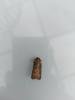 Turnip Moth (Agrotis segetum), adult. Framwellgate Moor, 12-06-2021. Copyright Christopher Blakey.