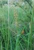 Gold Swift (Phymatopus hecta), adult. Longburnford Quarry, 19-06-2021. Copyright Christopher Blakey.