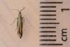 Coleophora mayrella, adult. Framwellgate Moor, 20-06-2021. Copyright Christopher Blakey.