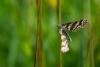 Latticed Heath (Chiasmia clathrata), adult. Waskerley, 24-06-2021. Copyright Christopher Blakey.