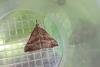 Snout (Hypena proboscidalis), adult. Framwellgate Moor, 07-07-2021. Copyright Christopher Blakey.