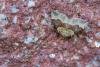 Red Carpet (Xanthorhoe decoloraria), adult. Taken outside Durham (Mid Perthshire), 25-07-2021. Copyright Christopher Blakey.