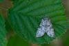 Grey Arches (Polia nebulosa), adult. Taken outside Durham (Mid Perthshire), 25-07-2021. Copyright Christopher Blakey.