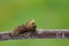 Dark Spectacle (Abrostola triplasia), adult. Framwellgate Moor, 04-08-2021. Copyright Christopher Blakey.