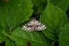 Black Arches (Lymantria monacha), adult. Taken outside Durham (West Sussex), 18-08-2021. Copyright Christopher Blakey.