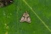 Tree-lichen Beauty (Cryphia algae), adult. Taken outside Durham (West Sussex), 18-08-2021. Copyright Christopher Blakey.