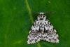 Black Arches (Lymantria monacha), adult. Taken outside Durham (West Sussex), 20-08-2021. Copyright Christopher Blakey.