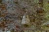 Pale Eggar (Trichiura crataegi), adult. Taken outside Durham (West Sussex), 08-09-2021. Copyright Christopher Blakey.