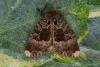 Old Lady (Mormo maura), adult. Framwellgate Moor, 19-09-2021. Copyright Christopher Blakey.