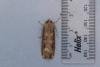 Dark Sword-grass (Agrotis ipsilon), adult. Framwellgate Moor, 06-11-2021. Copyright Christopher Blakey.