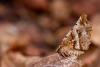 Early Thorn (Selenia dentaria), adult. Waldridge Fell, 06-04-2022. Copyright Christopher Blakey.