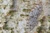 Grey Birch (Aethalura punctulata), adult. Waldridge Fell, 23-04-2022. Copyright Christopher Blakey.