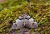 Streamer (Anticlea derivata), adult. Waldridge Fell, 02-05-2022. Copyright Christopher Blakey.