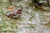 Flame Carpet (Xanthorhoe designata), adult. Waldridge Fell, 02-05-2022. Copyright Christopher Blakey.