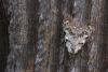 Least Black Arches (Nola confusalis), adult. Framwellgate Moor, 13-05-2022. Copyright Christopher Blakey.