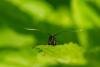 Cauchas rufimitrella, adult. Brasside, 14-05-2022. Copyright Christopher Blakey.
