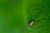 Cauchas rufimitrella, adult. Brasside, 14-05-2022. Copyright Christopher Blakey.