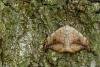Pebble Hook-tip (Drepana falcataria), adult. Waldridge Fell, 19-05-2022. Copyright Christopher Blakey.