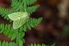 Green Silver-lines (Pseudoips prasinana), adult. Waldridge Fell, 19-05-2022. Copyright Christopher Blakey.