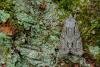 Dark Dagger / Grey Dagger (Acronicta tridens/psi), adult. Waldridge Fell, 30-05-2022. Copyright Christopher Blakey.