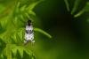 Hysterophora maculosana, adult. Felledge, 31-05-2022. Copyright Christopher Blakey.