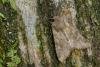 Rustic Shoulder-knot (Apamea sordens), adult. Waldridge Fell, 04-06-2022. Copyright Christopher Blakey.