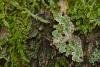 Green Carpet (Colostygia pectinataria), adult. Waldridge Fell, 04-06-2022. Copyright Christopher Blakey.