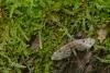 Dwarf Pug (Eupithecia tantillaria), adult. Waldridge Fell, 04-06-2022. Copyright Christopher Blakey.