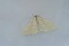 Cream Wave (Scopula floslactata), adult. Waldridge Fell, 04-06-2022. Copyright Christopher Blakey.