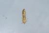 Blastobasis lacticolella, adult. Waldridge Fell, 04-06-2022. Copyright Christopher Blakey.