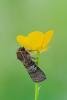 Figure of Eighty (Tethea ocularis), adult. Framwellgate Moor, 16-06-2022. Copyright Christopher Blakey.