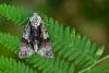 Alder Moth (Acronicta alni), adult. Waldridge Fell, 18-06-2022. Copyright Christopher Blakey.