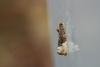 Marbled Orchard Tortrix (Hedya nubiferana), adult. Waldridge Fell, 27-06-2022. Copyright Christopher Blakey.
