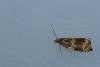 Celypha lacunana, adult. Waldridge Fell, 27-06-2022. Copyright Christopher Blakey.