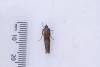 Phycita roborella, adult. Waldridge Fell, 02-07-2022. Copyright Christopher Blakey.