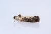 Hedya salicella, adult. Framwellgate Moor, 04-07-2022. Copyright Christopher Blakey.