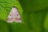 Blackneck (Lygephila pastinum), adult. Framwellgate Moor, 04-07-2022. Copyright Christopher Blakey.