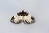 Beautiful Carpet (Mesoleuca albicillata), adult. Castle Eden Dene, 06-07-2022. Copyright Christopher Blakey.