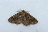 Satin Beauty (Deileptenia ribeata), adult. Castle Eden Dene, 06-07-2022. Copyright Christopher Blakey.