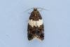 Olindia schumacherana, adult. Castle Eden Dene, 06-07-2022. Copyright Christopher Blakey.