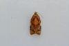 Red-barred Tortrix (Ditula angustiorana), adult. Framwellgate Moor, 06-07-2022. Copyright Christopher Blakey.