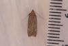 Bryotropha terrella, adult. Framwellgate Moor, 08-07-2022. Copyright Christopher Blakey.