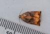 Large Fruit-tree Tortrix (Archips podana), adult. Waldridge Fell, 12-07-2022. Copyright Christopher Blakey.