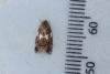 Olindia schumacherana, adult. Waldridge Fell, 12-07-2022. Copyright Christopher Blakey.