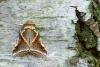 Buff Arches (Habrosyne pyritoides), adult. Waldridge Fell, 19-07-2022. Copyright Christopher Blakey.